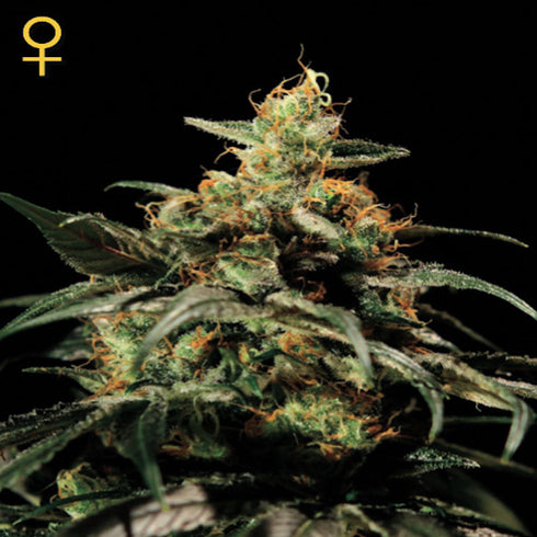 Greenhouse Seed Co. - King's Kush