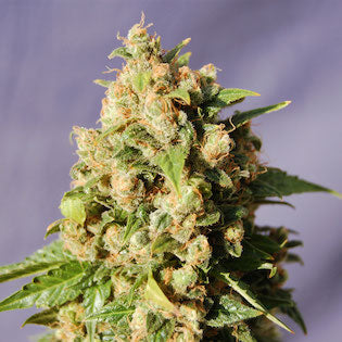 Kannabia Seeds - Kiss (Big Northern)
