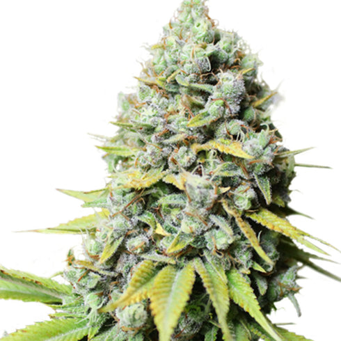 Super Sativa Seed Club - Kosher Haze