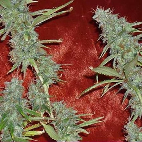 Dr Krippling Seeds - Krippleberry Auto