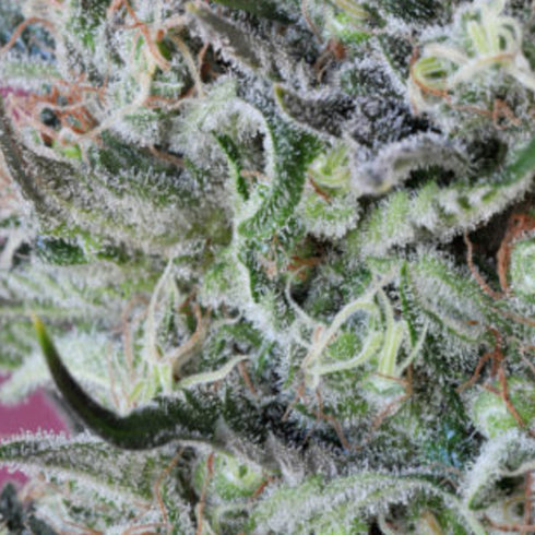 Mandala Seeds - Krystalica