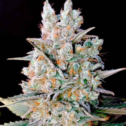 Genehtik Seeds - Kritikal Bilbo Auto