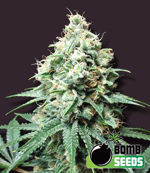 Bomb Seeds - Kush Bomb