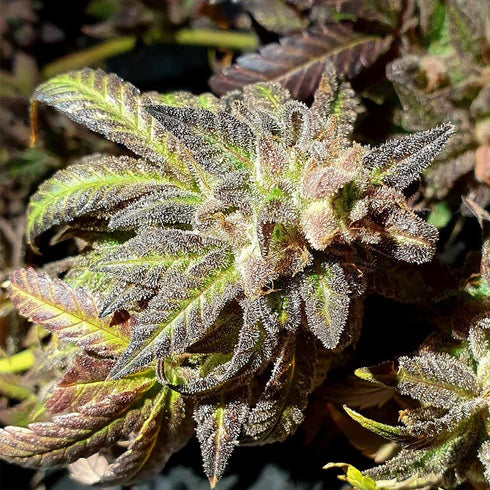 Holy Smoke Seeds - Kush Creams