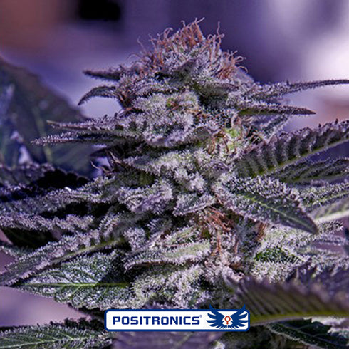 Positronic Seeds - Kush Express