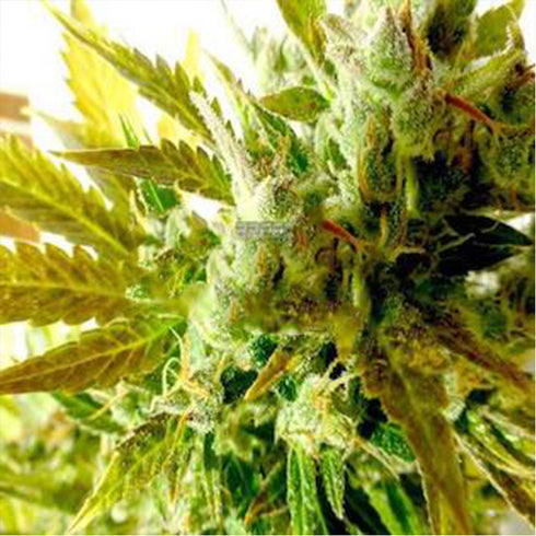 Flash Seeds - Kush Van Stitch Autoflowering