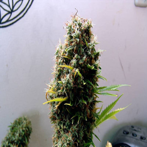 Soma Seeds - Kushadelic