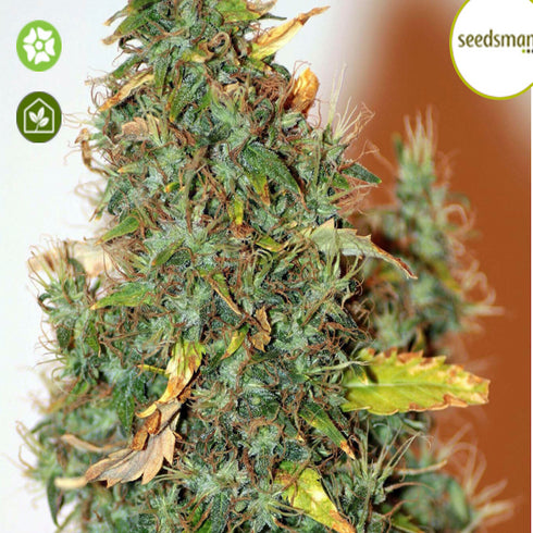 Seedsman - Kush Auto