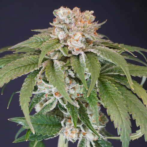 Karma Genetics - Kushi Melon