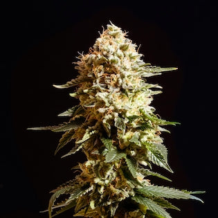 Kannabia Seeds - La Blanca