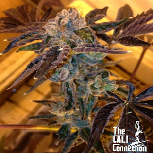 Cali Connection - LA Cookies