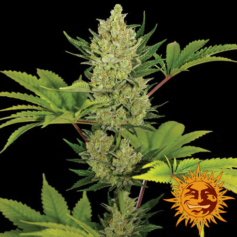 Barney's Farm Seeds - Blueberry Cheese Auto