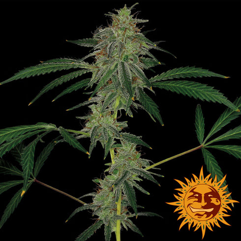 Barney's Farm Seeds - Blue Mammoth Auto
