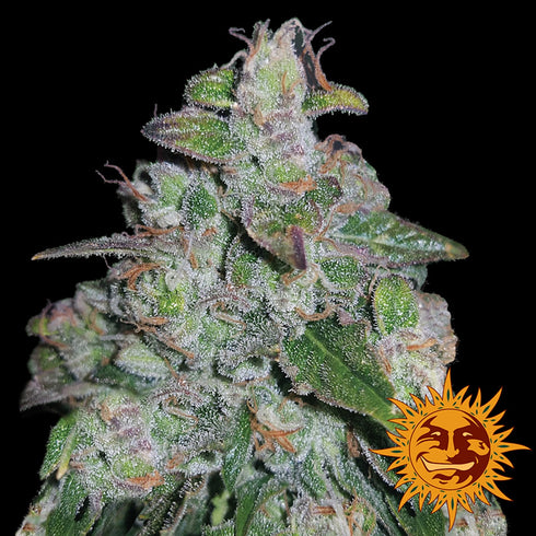 Barney's Farm Seeds - Blueberry OG