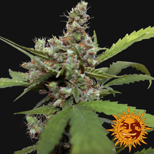 Barney's Farm Seeds - Blue Shark CBD