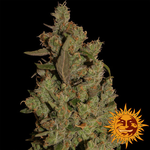Barney's Farm Seeds - Critical Cure CBD