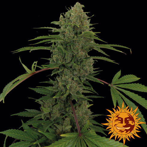Barney's Farm Seeds - Critical Kush Auto
