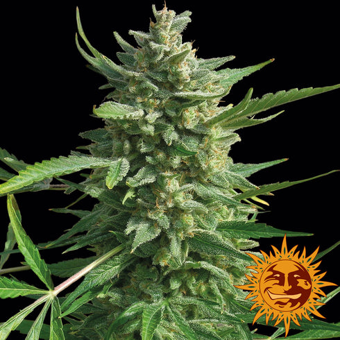 Barney's Farm Seeds - Critical Kush