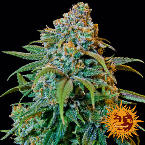 Barney's Farm Seeds - Liberty Haze