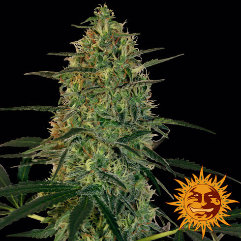 Barney's Farm Seeds - Malana Bomb Auto