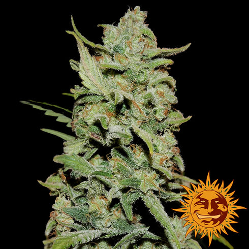 Barney's Farm Seeds - Peyote Critical