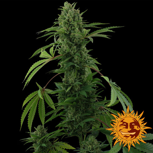 Barney's Farm Seeds - Pineapple Express Auto
