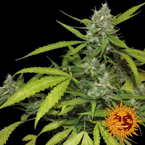 Barney's Farm Seeds - Sweet Tooth Auto