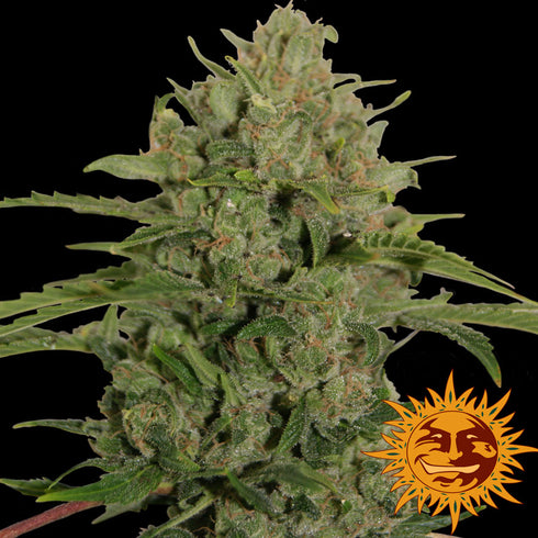 Barney's Farm Seeds - Triple Cheese
