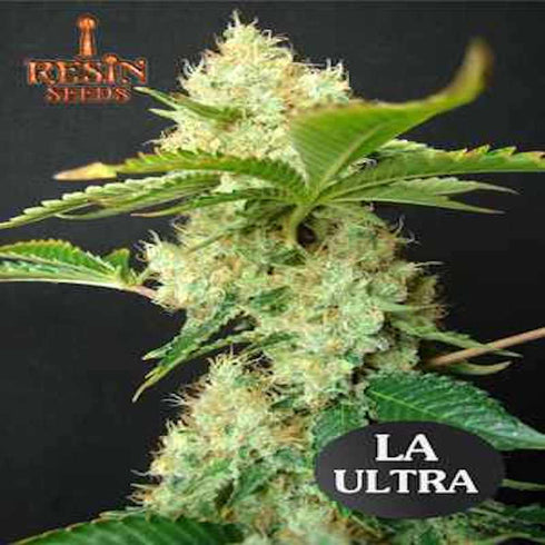 Resin Seeds - L.A. Ultra