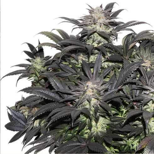 Super Sativa Seed Club - Lava Freeze