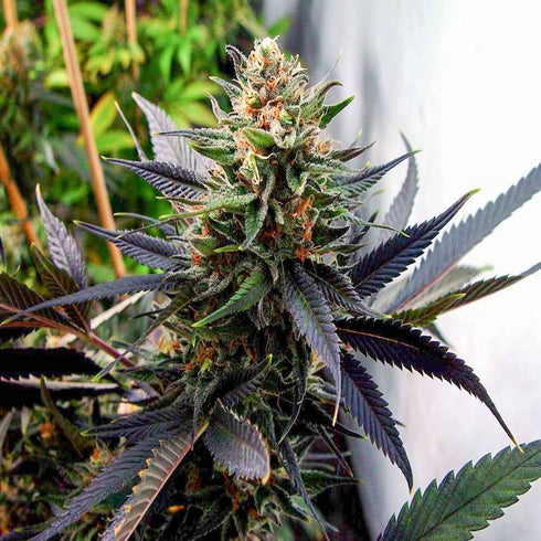 Soma Seeds - Lavender