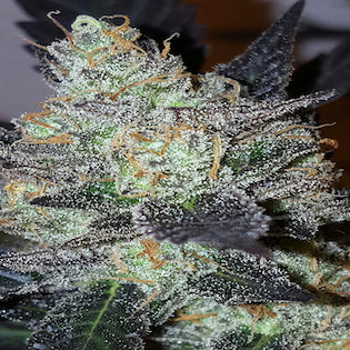 Lineage Genetics - Lavender