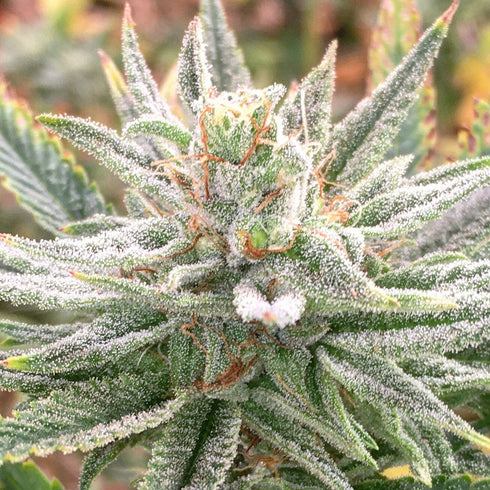 Dark Horse Genetics - Lazar 115