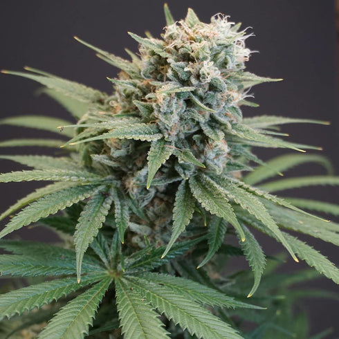Karma Genetics - LeMello