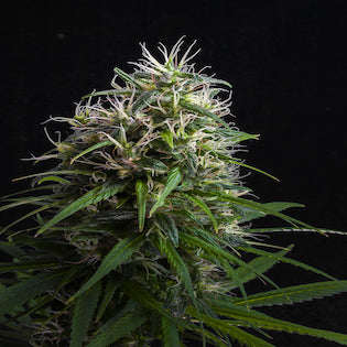 Lineage Genetics - Lemon Heaven