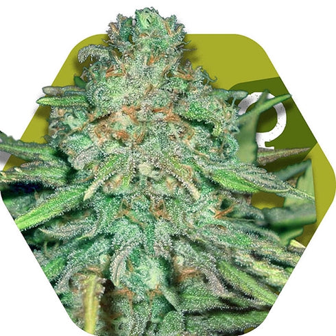 Zambeza Seeds - Lemon Kush