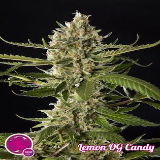 Philosopher Seeds - Lemon OG Candy
