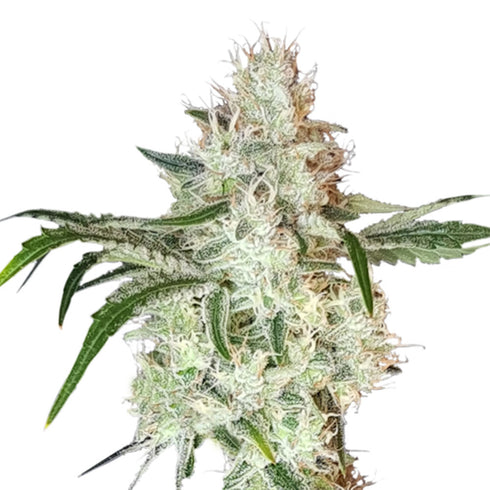 Super Sativa Seed Club - Lemon O.G