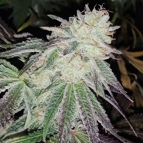 Karma Genetics - Lemon Pina Ltd Edition