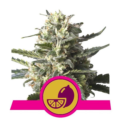 Royal Queen Seeds - Lemon Shining Silver Haze