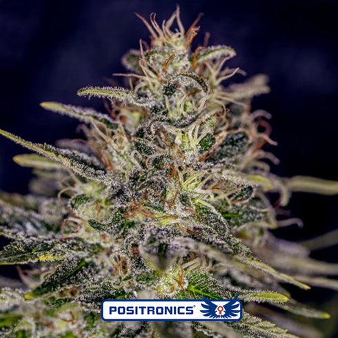 Positronic Seeds - Lemon Trip