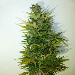 Flash Seeds - Lemon Haze Autoflowering