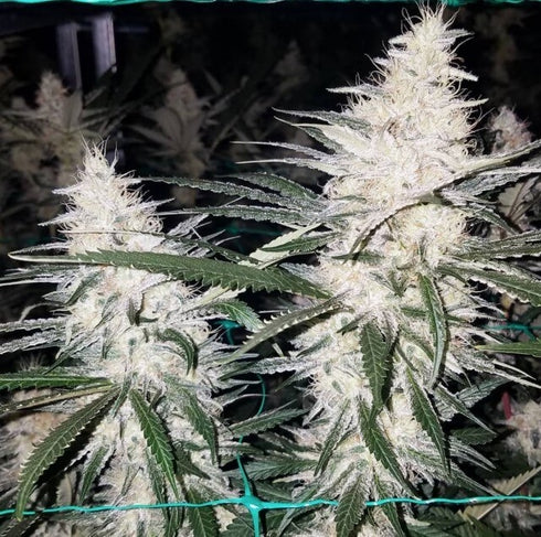 Dark Horse Genetics - Lemon Jedi