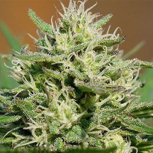 Spliff Seeds - Lemon Cream Kush