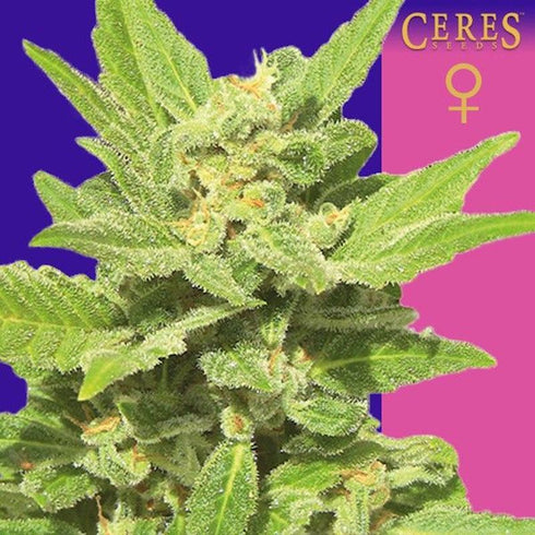 Ceres Seeds - Lemonesia