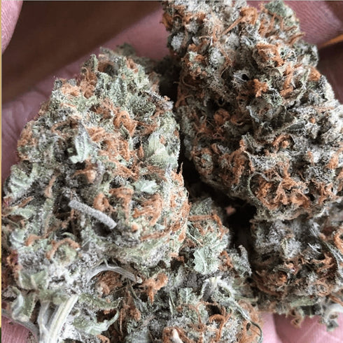 BSB Genetics - The Cali Collection - OG Lemon Garlic