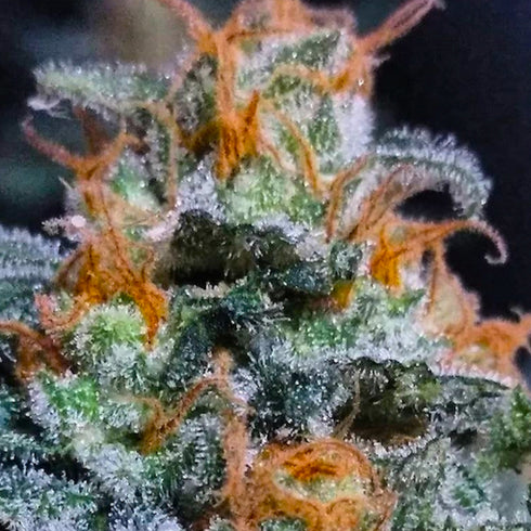 BSB Genetics - Lemon Haze