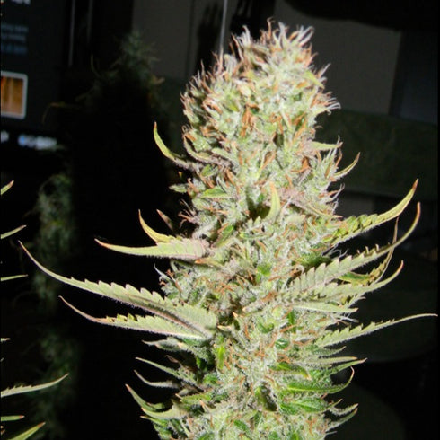 Female Seeds - Lemon Kush