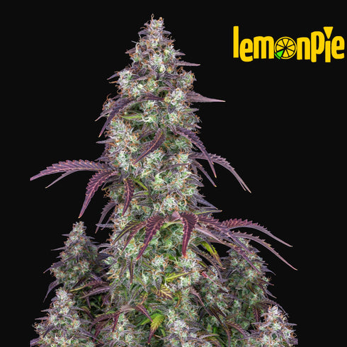 FastBuds Seeds - Lemon Pie Auto