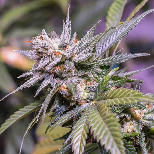 Subcool Seeds/TGA Genetics - Lemon Stilton